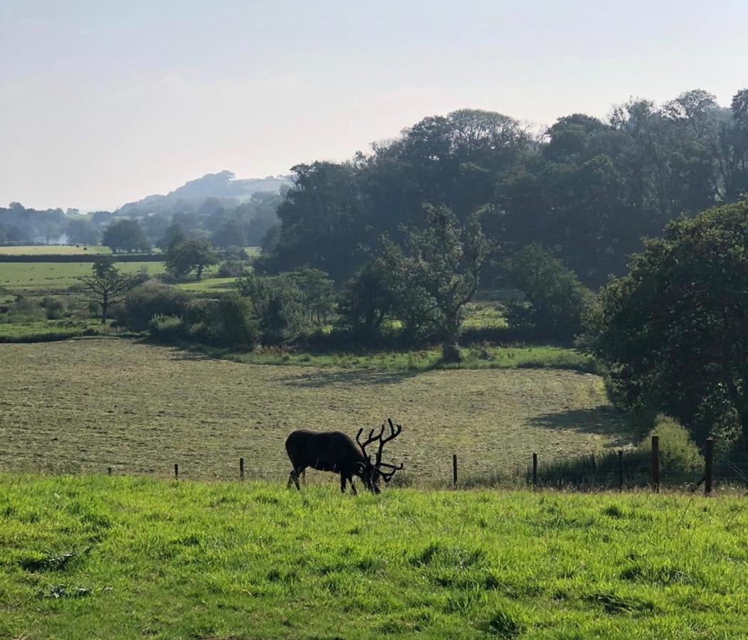 The Reindeer Retreat Buttercup Twin Hotell Kidwelly Exteriör bild