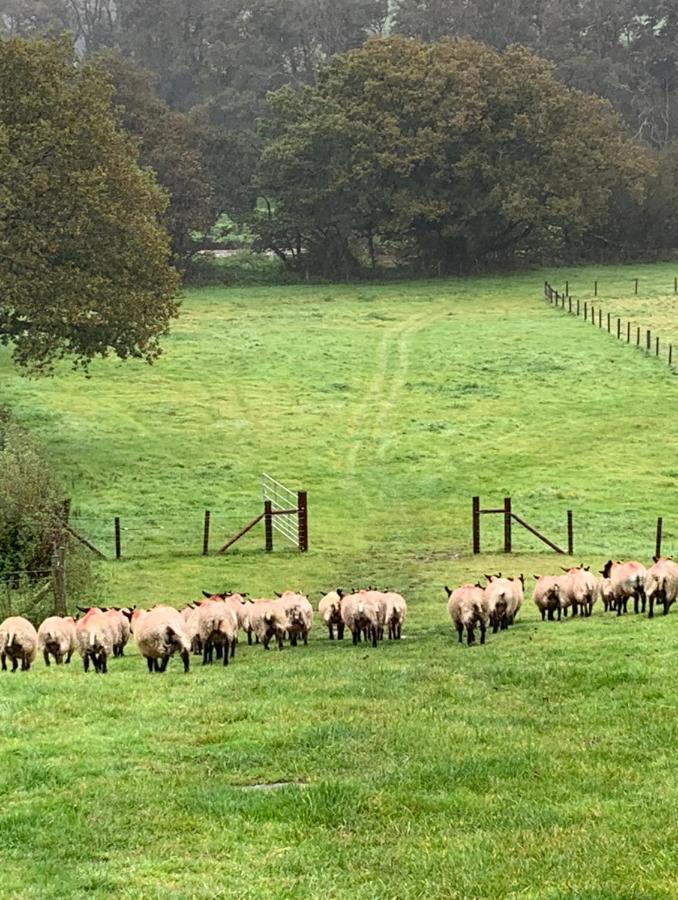 The Reindeer Retreat Buttercup Twin Hotell Kidwelly Exteriör bild